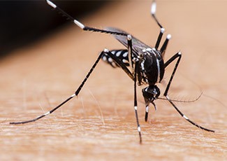 Cara Ampuh Basmi Kawanan Nyamuk DBD di Musim Hujan