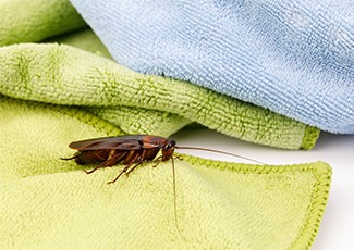 Waspadai Gigitan Kecoa di Malam Hari