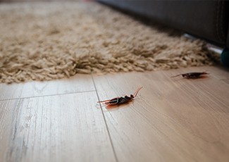 Jangan Lakukan Ini Saat Membasmi Kecoa