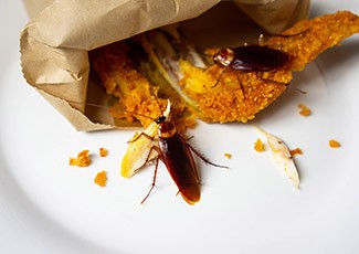 Ini Penyebab Kecoa Kotor Betah Bersarang di Rumah!