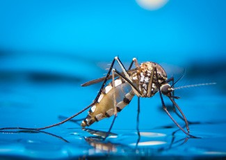 Ini Caranya Agar Nyamuk DBD Menyingkir Dari Rumah