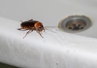 Kecoa Membandel di Musim Hujan, Ini Trik Cegah Kehadirannya di Rumah