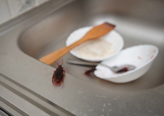 Langkah Tepat Bikin Dapur Bebas Dari Kecoa